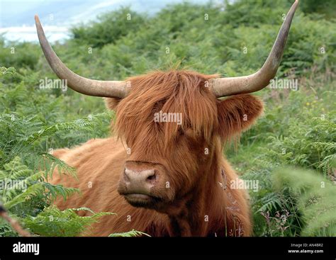 Aberdeen Angus Bull Stock Photo - Alamy