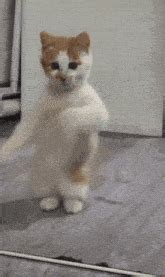 Dancing Dance GIF - Dancing Dance - Discover & Share GIFs