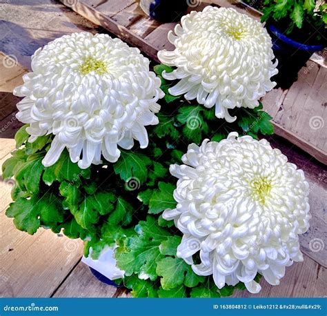 Stunning Art Japanese Chrysanthemums White Autumn Flowers Stock Photo