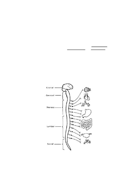 Postganglionic Fibers