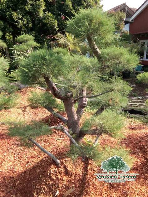 Jual Pohon Bonsai Cemara Udang Tanaman Harga Murah