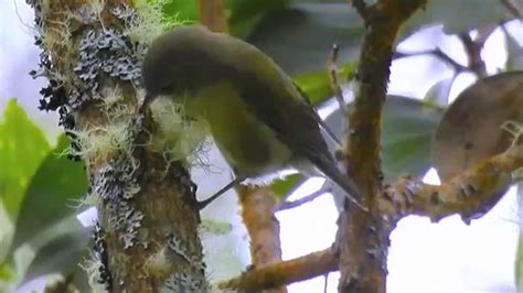 Hawaii Creeper One Of The Rarest Honeycreeper Songbirds Of Hawaii