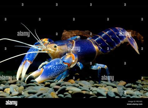 Cherax Destructor Volcano In The Aquarium Stock Photo Alamy