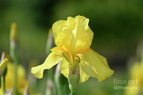 Yellow Iris flower Photograph by George Atsametakis - Fine Art America