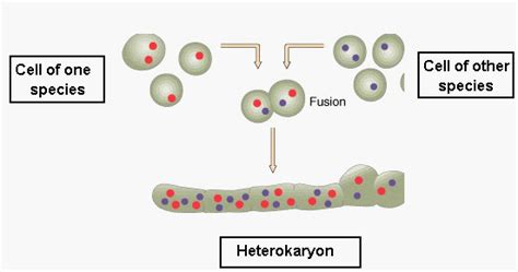 Biology Today And Tommorow: SOMATIC CELL HYBRIDIZATION