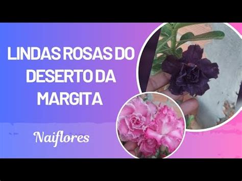 Lindas Rosas Do Deserto Da Margita Youtube