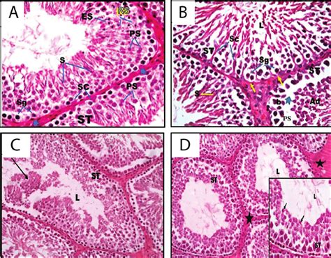 Histological Structure Of Rat Testis As Assessed In Paraffin Sections