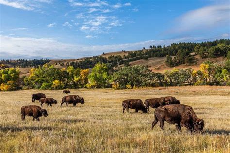 Custer State Park Complete Guide To Driving Hiking And Camping