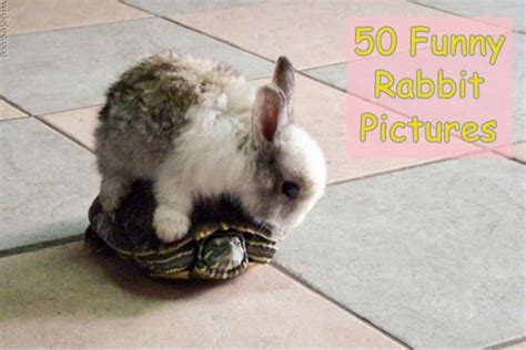 50 Funny Rabbit Pictures to Make You Smile