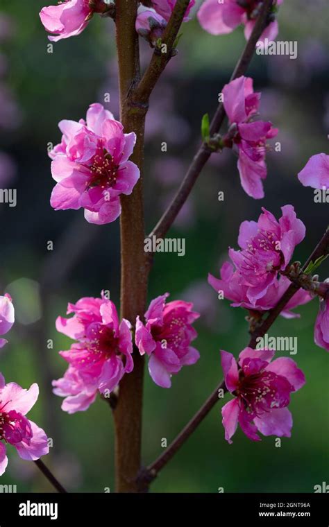 Pink Flowers Of A Blooming Nectarine Tree Stock Photo Alamy