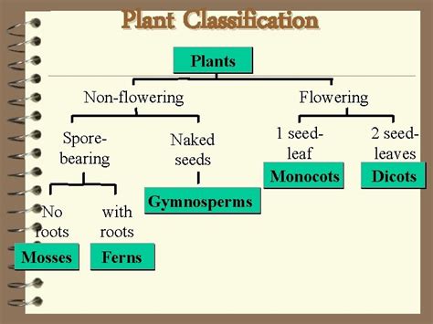 Classification Of Plants Plant Kingdom Nonflowering Plants Flowering