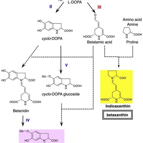 Betalain Biosynthetic Pathway Thick Arrows Show Enzymatic Reactions