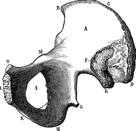 surface   ilium vintage engraving  vector art