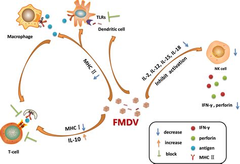 Frontiers VirusHost Interactions In Foot And Mouth Disease Virus