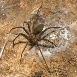 Loxosceles reclusa (Brown Recluse) - Spider Identification & Pictures