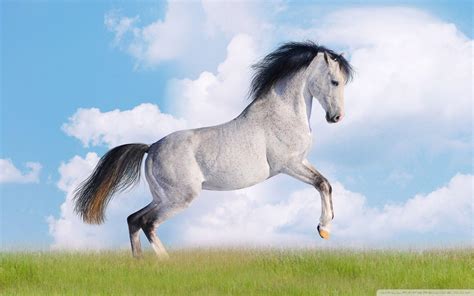 Turkish Horse Wallpapers Top Free Turkish Horse Backgrounds