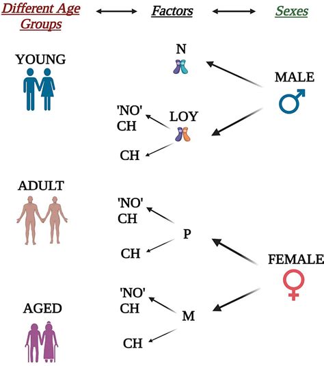 Impact Of Age And Sex On Myelopoiesis And Inflammation During Myocardial Infarction Journal Of
