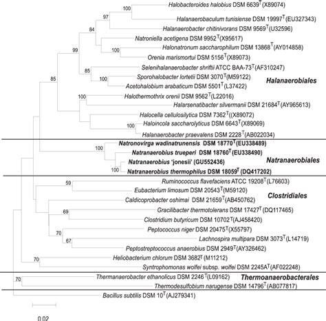 Neighbor Joining Tree Based On 16S RRNA Gene Sequences Showing The