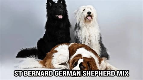 St Bernard German Shepherd Mix - Dog Info