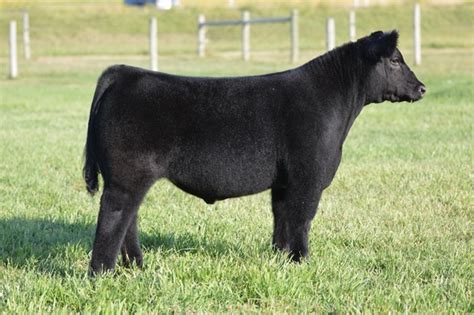 Voegele Show Cattle Sc Online Sale Sept 20