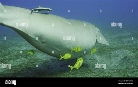 Dugong Fotos und Bildmaterial in hoher Auflösung Seite 3 Alamy