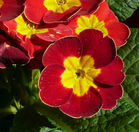 Red And Yellow Primrose A Photo On Flickriver