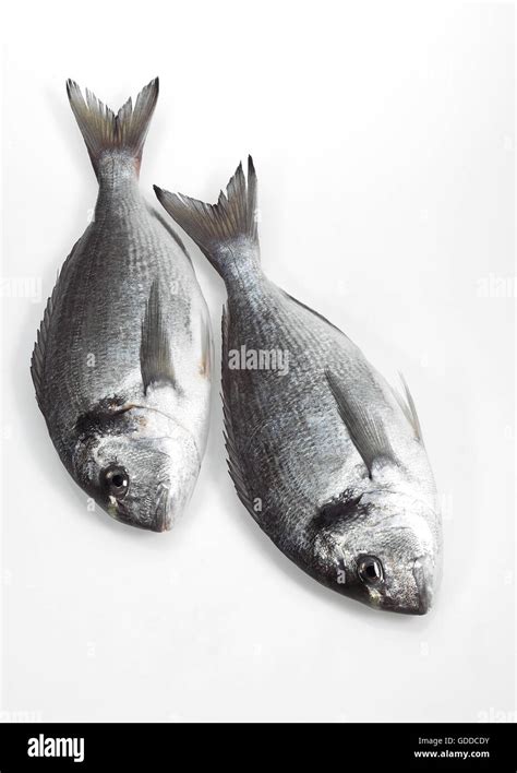 Gilthead Bream Sparus Auratus Fresh Fishes Against White Background