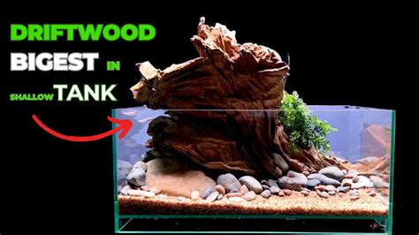 Making Simple Shallow Tank With Biggest Driftwood Shallow Tank