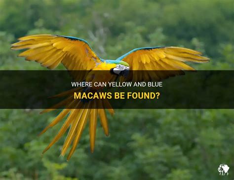 Where Can Yellow And Blue Macaws Be Found Petshun