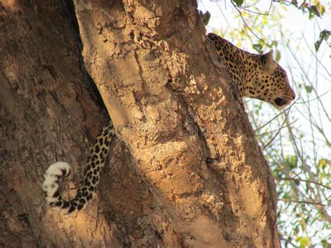 A Hungry Leopard Stock Photo Image Of Food Safari Tail 43013918