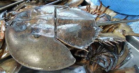 nhung dieu thu vi ve  sam bien khoahoctv