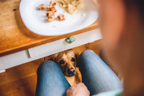 Asesoramiento De Comida Casera Para Perro ONLINE