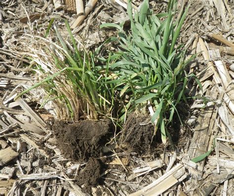 Cereal Rye vs. Ryegrass: What’s the Difference? | Rice Soil and Water Conservation District