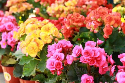 Begonia Cuidados, Cultivo Y Multiplicación - FICHA