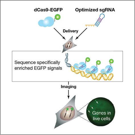 Dynamic Imaging Of Genomic Loci In Living Human Cells By An Optimized Crisprcas System Cell