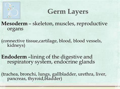 Lungs: Lungs Mesoderm