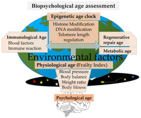 Acceleration Of Biological Aging And Underestimation Of Subjective Age