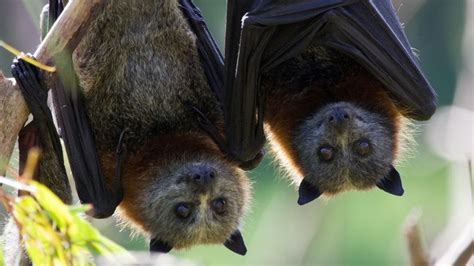 Australian Flying Fox Wingspan