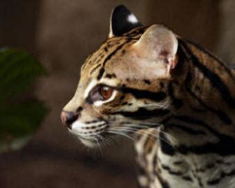 ocelot revealing paws