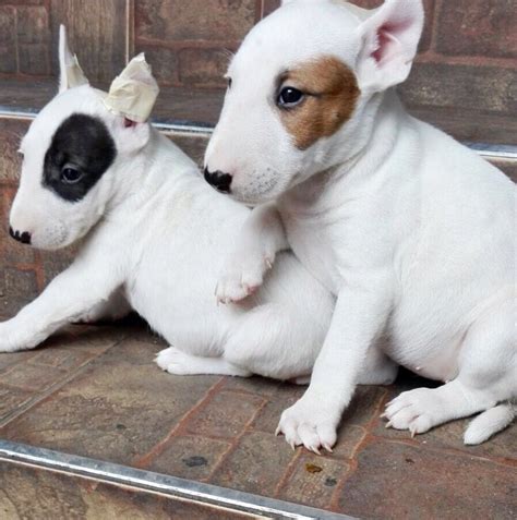 Álbumes 90 Foto Imágenes De Perros Bull Terrier Inglés Alta Definición