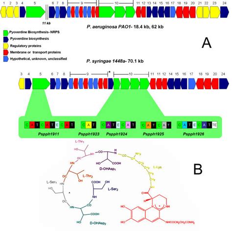 Comparison Of The Pyoverdine Loci Of P Aeruginosa PAO1 And P Syringae