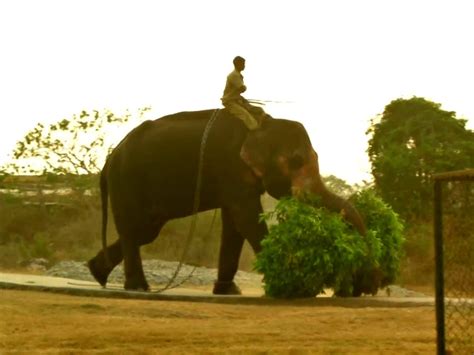 Tourists Throng Mudumalai Theppakadu Elephant Camp As Elephant