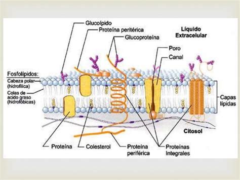 Organelos Membranosos Características Y Función