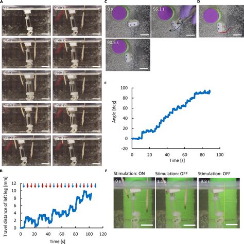 Biohybrid Bipedal Robot Powered By Skeletal Muscle Tissue Matter