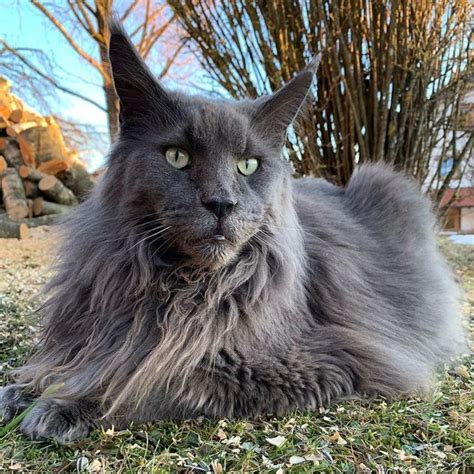 Black And Grey Maine Coon Cat