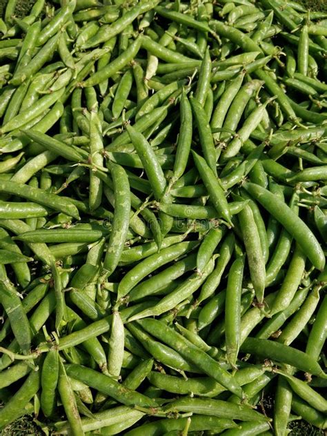 Fresh Healthy Green Peas Pods Ready To Peel To Collect The Peas Stock