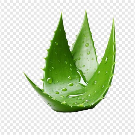 Aloe Vera Png Aislado Sobre Fondo Transparente Archivo PSD Gratis