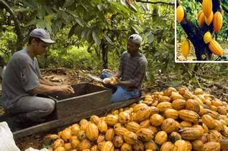 A Bahia Volta A Exportar Cacau Em Larga Escala Para P Exterior A