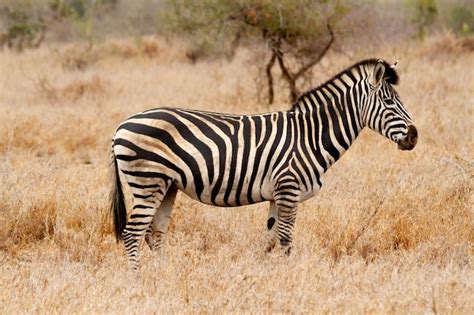 Premium Photo | Zebra in the south african grass savanna