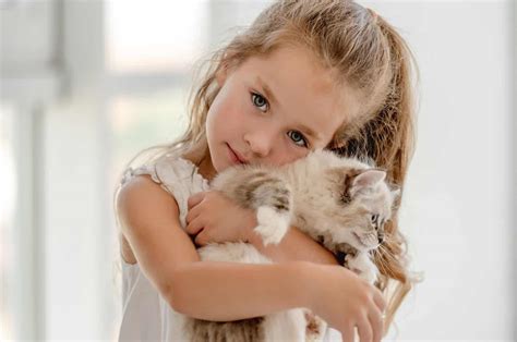 Are Ragdoll Cats Hypoallergenic Tips For Allergy Sufferers